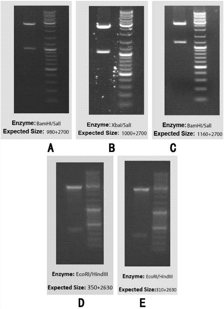 Heterozygous-mutation dried-blood-spot positive quality control product applicable to detection of mutant genes of deafness