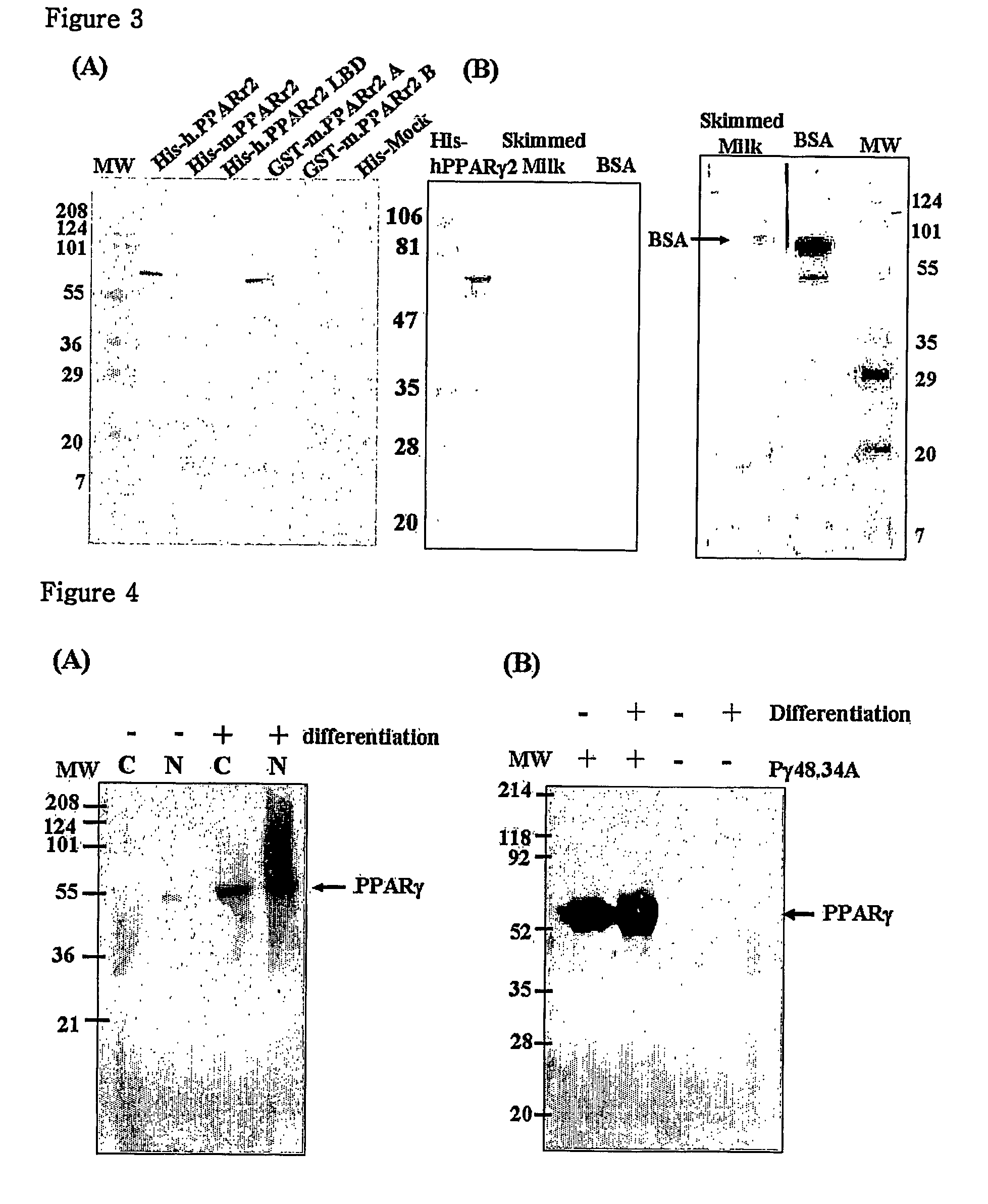 Monoclonal antibody specific for PPAR gamma, hydridoma cell line producing the same, and method for detecting regulator related to diseases, including inflammation, cancer and metabolic diseases, using the same