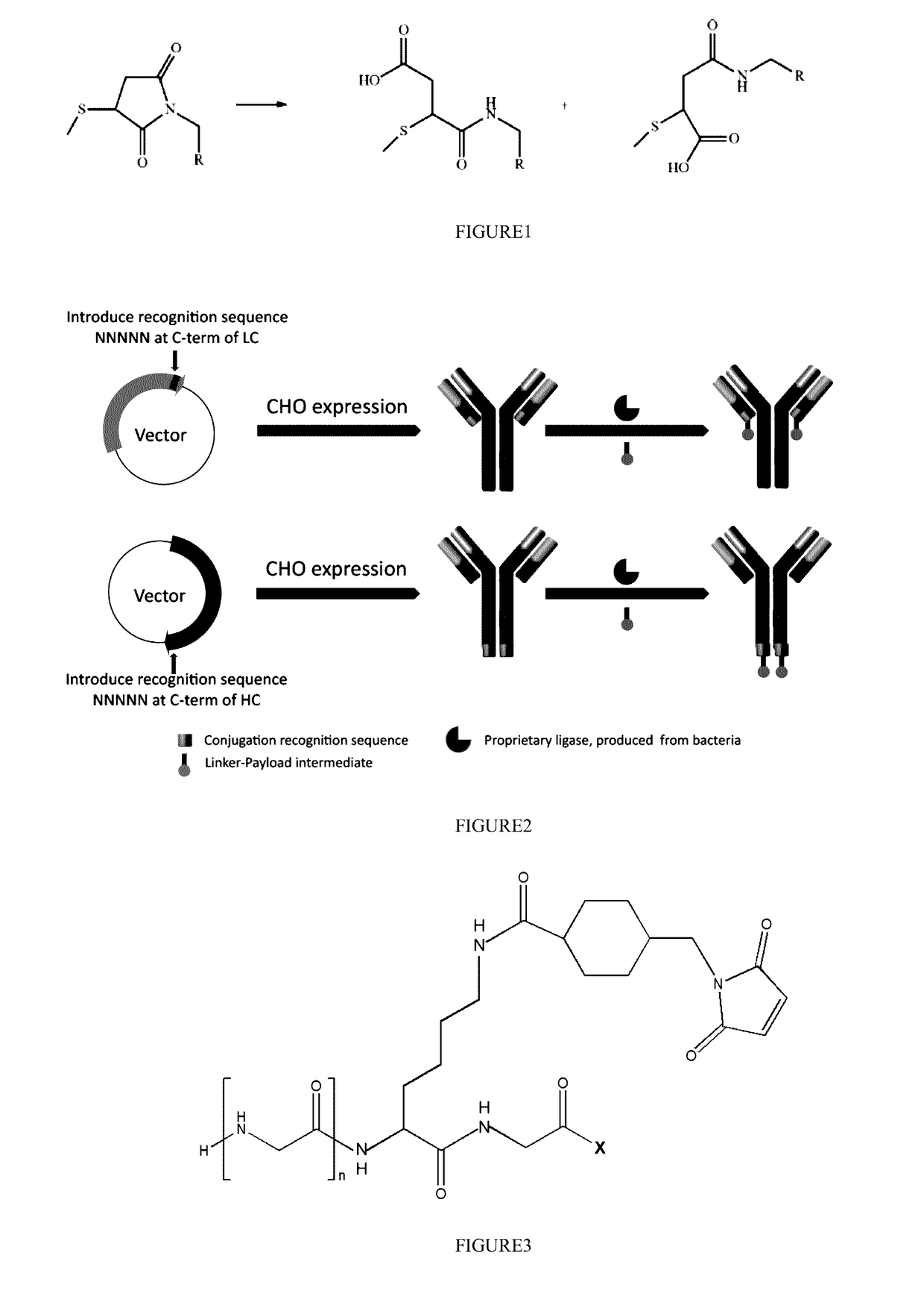 Stable antibody-drug conjugate, preparation method therefor, and use thereof