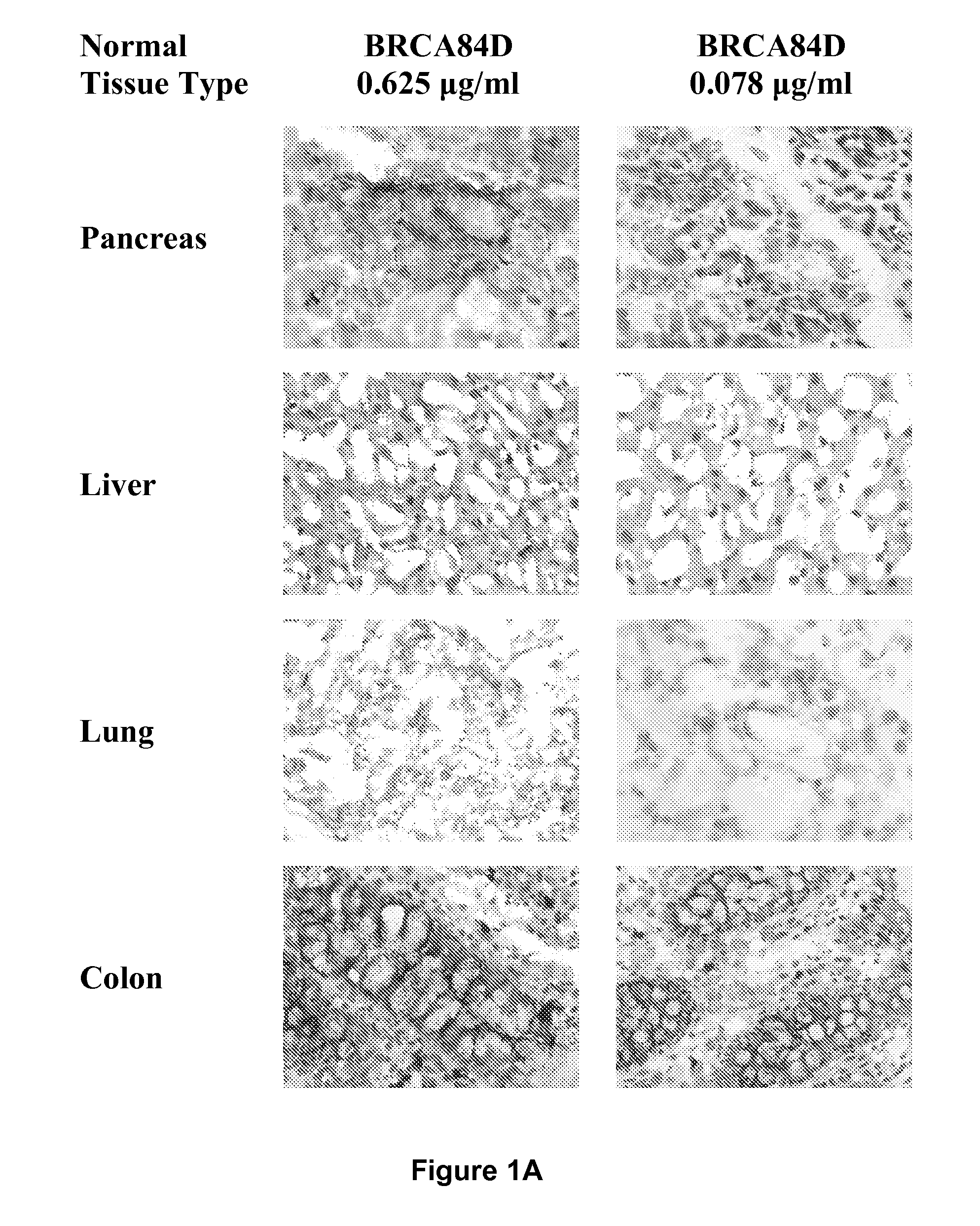 Antibodies Reactive with B7-H3 and Uses Thereof