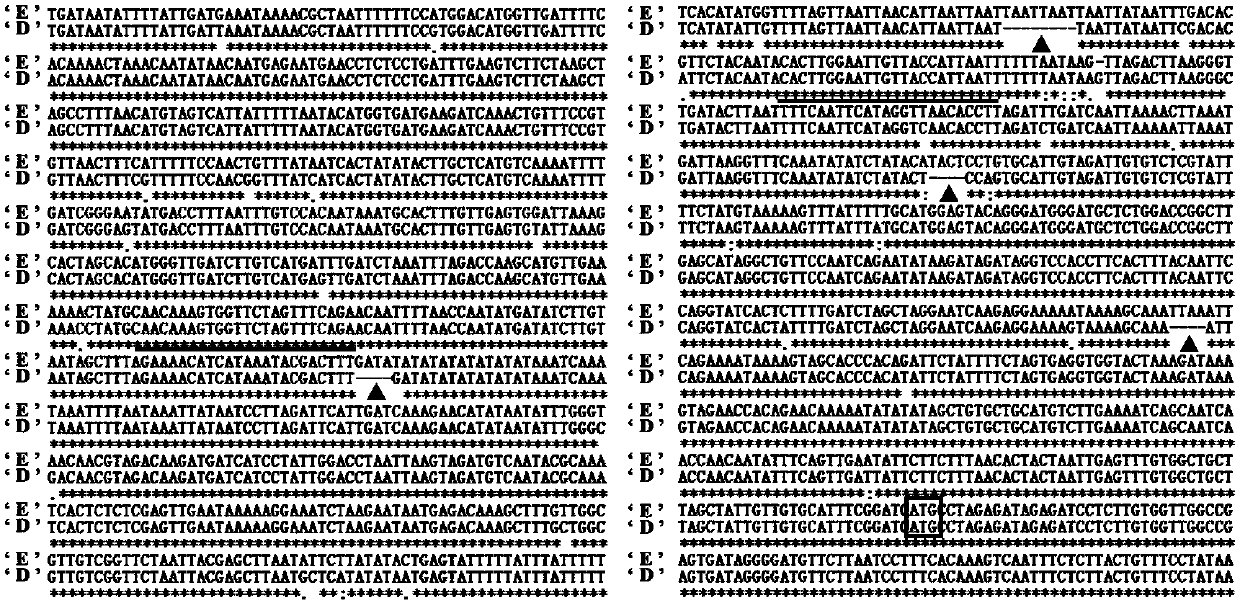 Method for simply and rapidly detecting easy-to-blossom litchi germplasm resources