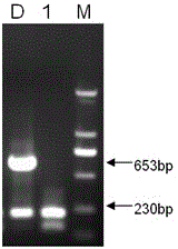 PCR (Polymerase Chain Reaction) detection primer and method for H120 strain of avian infectious bronchitis virus