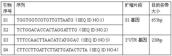 PCR (Polymerase Chain Reaction) detection primer and method for H120 strain of avian infectious bronchitis virus