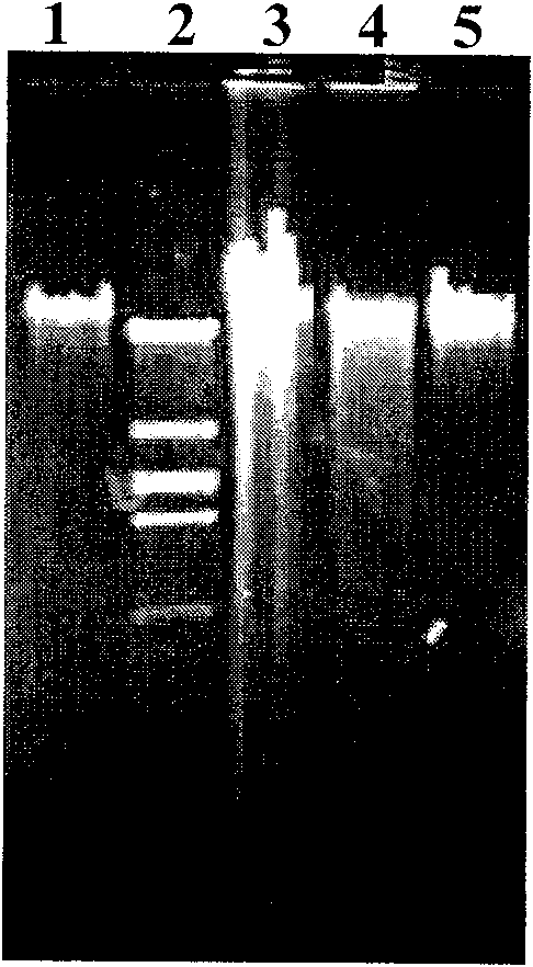 Cellodextrin enzyme, encoding gene and application thereof