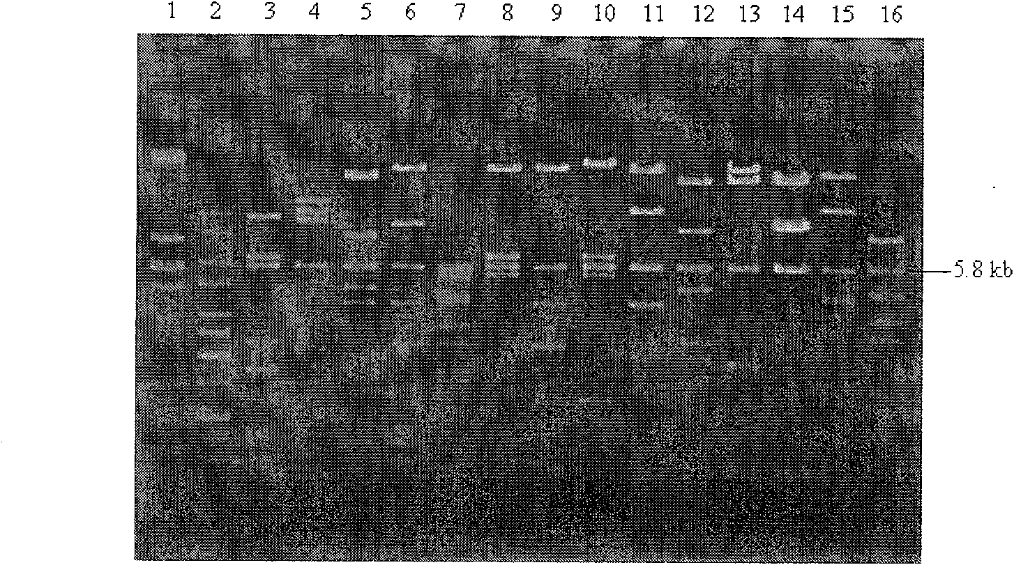 Cellodextrin enzyme, encoding gene and application thereof