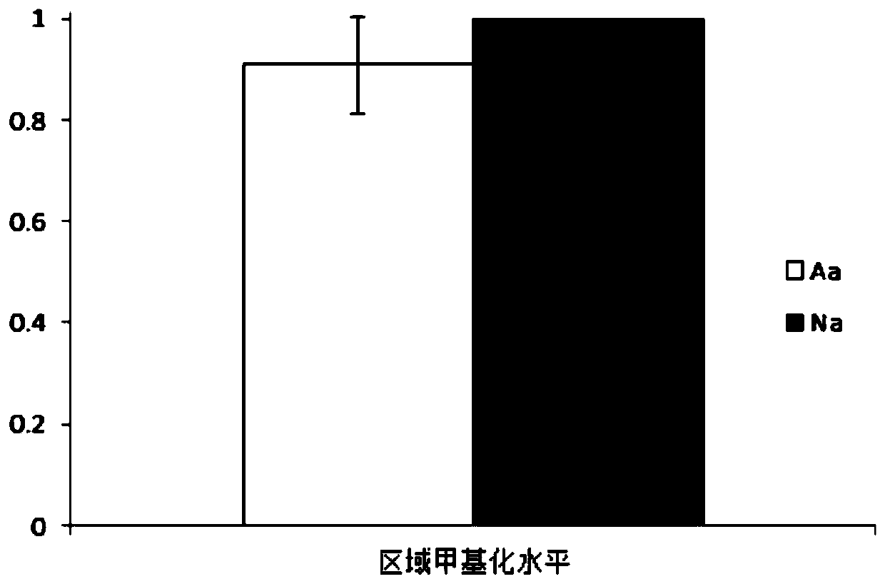 Application of SYNPO gene methylation to diagnostic agent of asthenozoospermia and kit