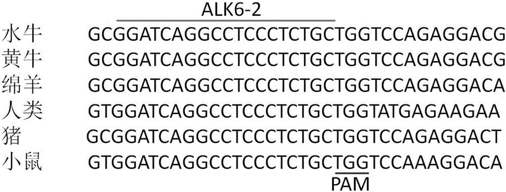 Method for targeted knockout of gene ALK6 by using CRISPR-Cas9
