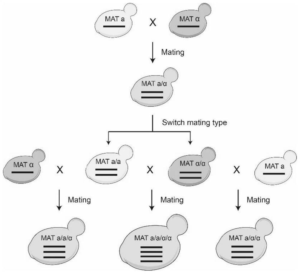 Detection method of yeast mitosis recombination hotspot