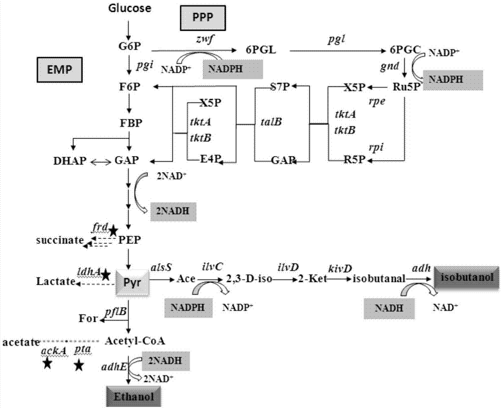 Escherichia coli for producing isobutanol and ethanol and preparation method of escherichia coli