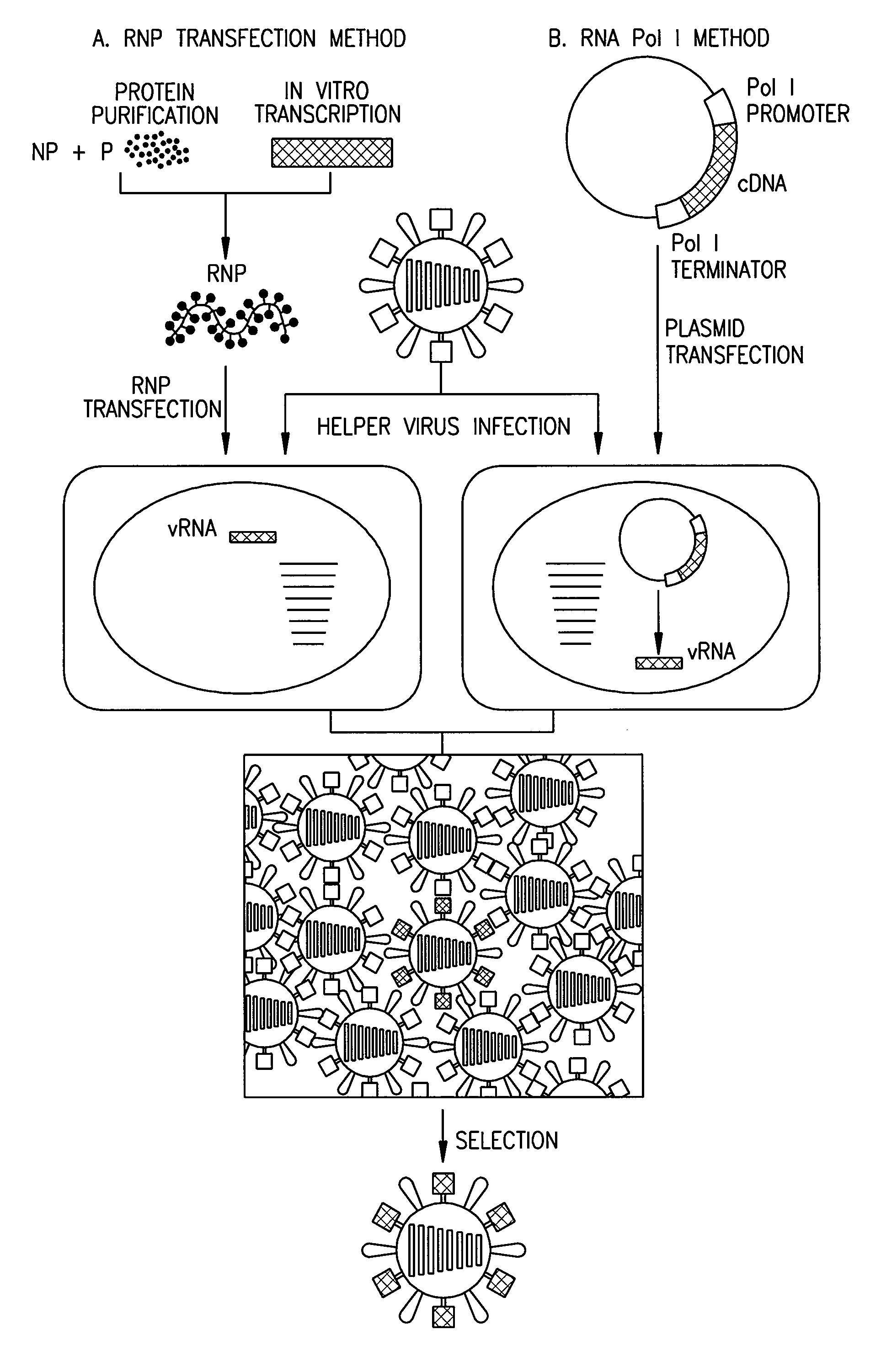 Viruses encoding mutant membrane protein