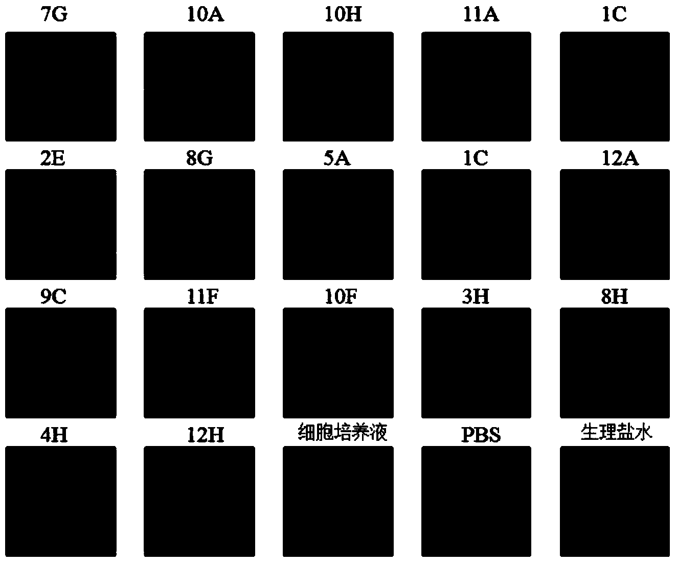 Method for screening monoclonal antibody hybridoma by utilization of visual antigen chip