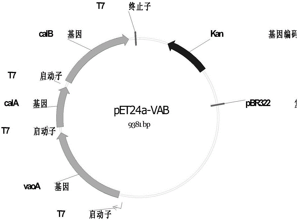 A kind of biological method produces ferulic acid engineering strain and its construction method