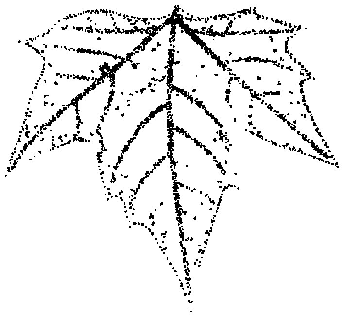 Tree leaf modeling method based on point cloud data