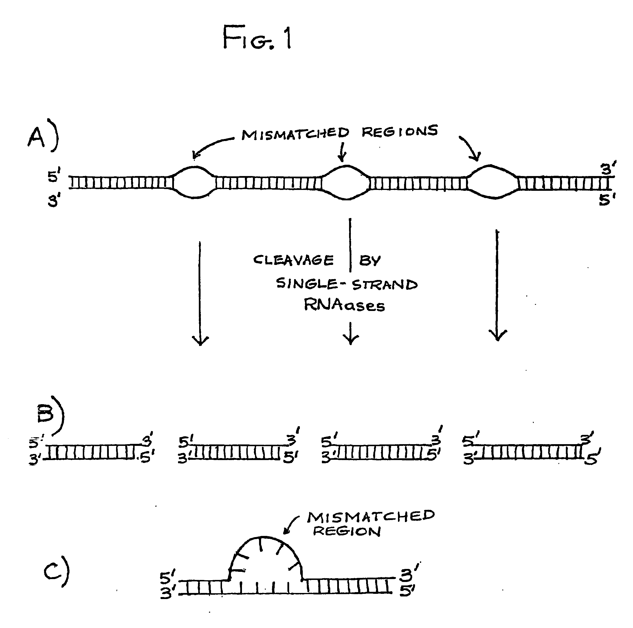 Double-stranded rna structures and constructs, and methods for generating and using the same