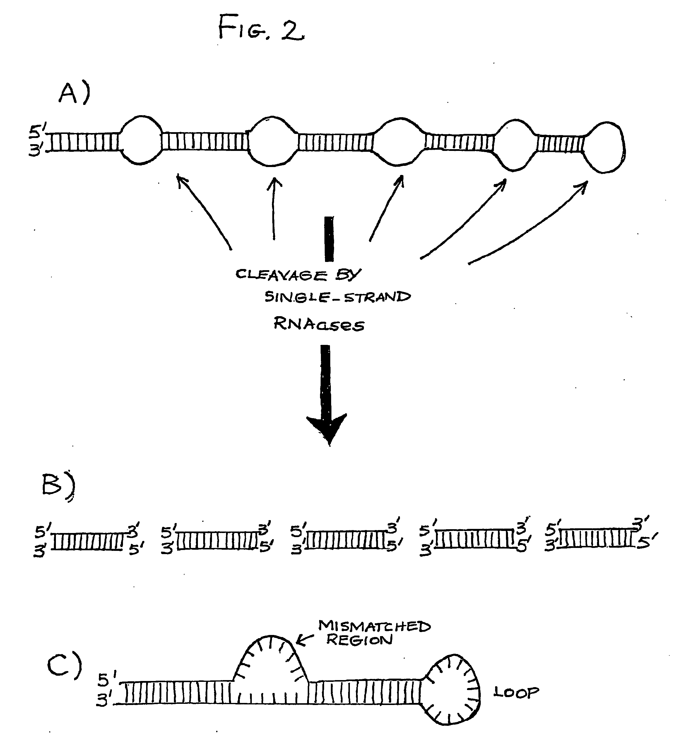 Double-stranded rna structures and constructs, and methods for generating and using the same
