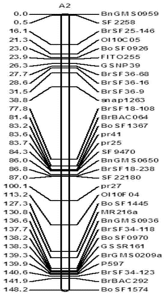 Molecular marker closely linked with oil content character of rapes and application