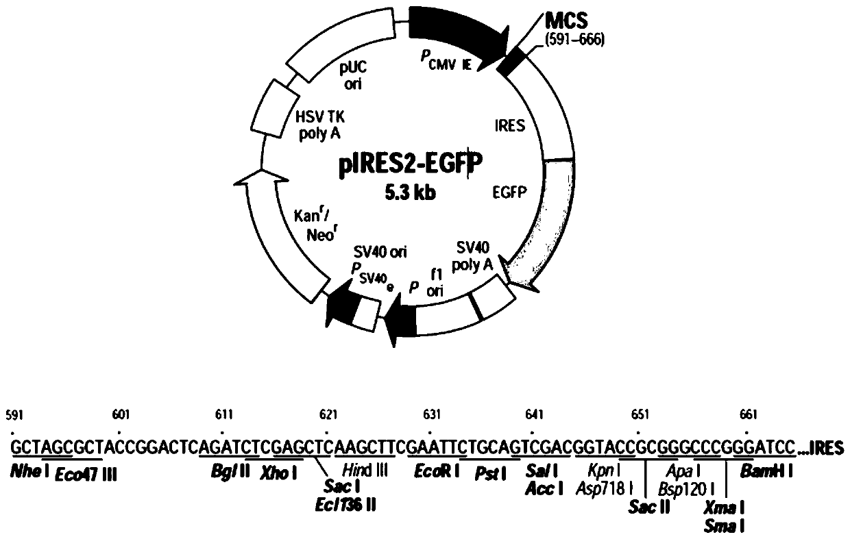 African swine fever virus tandem gene, coexpression vector, construction method and application