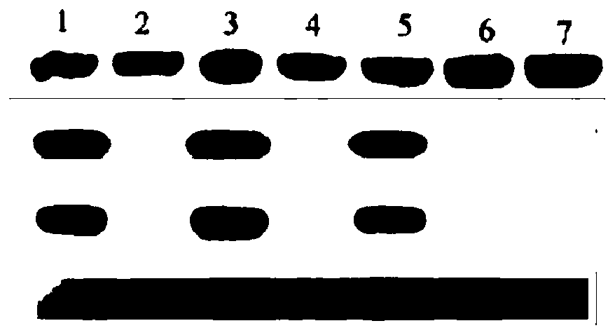 African swine fever virus tandem gene, coexpression vector, construction method and application