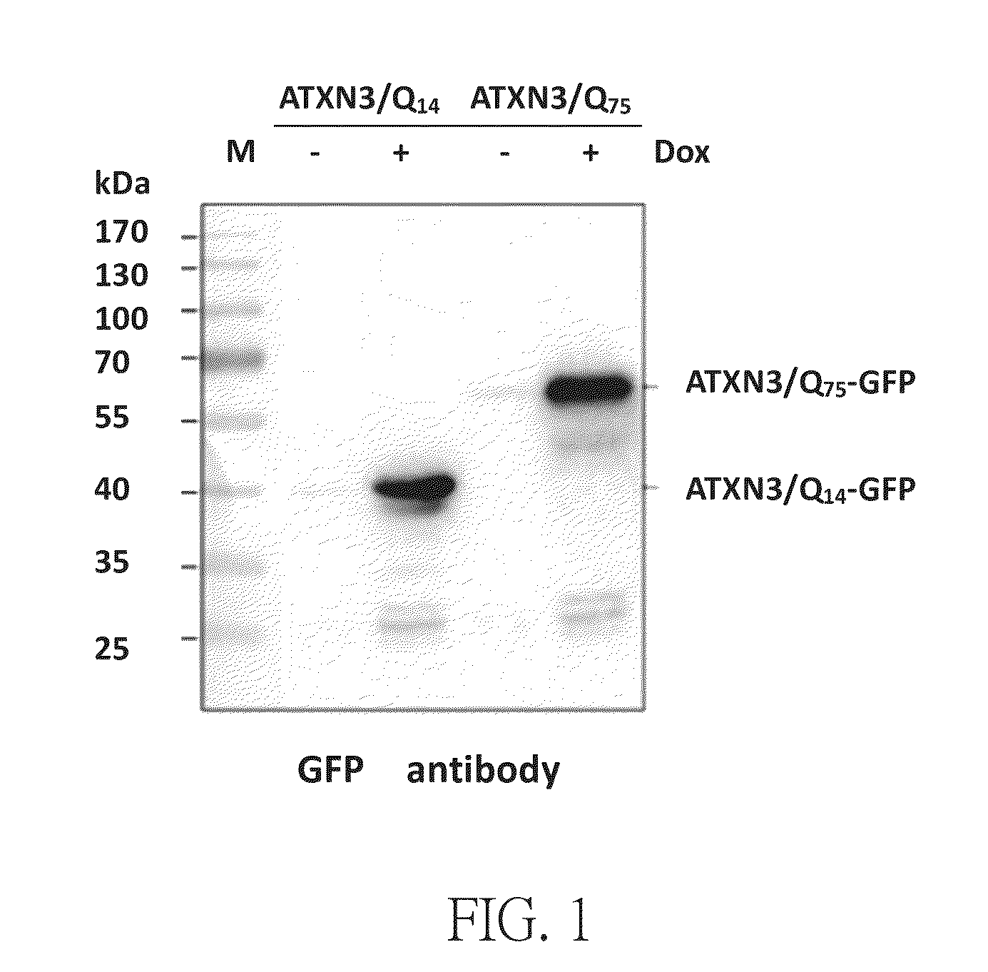 Method for treating abnormal polyglutamine-mediated disease