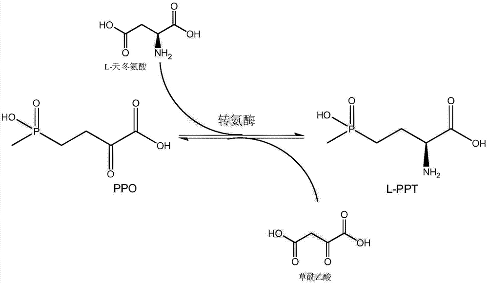 Method for producing L-glufosinate-ammonium by using transaminase and ethylene-forming enzyme