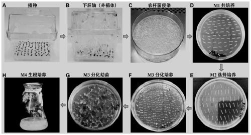 Intermediate factor BnMED16 gene to regulate Sclerotinia stem rot resistance in Brassica napus and application thereof