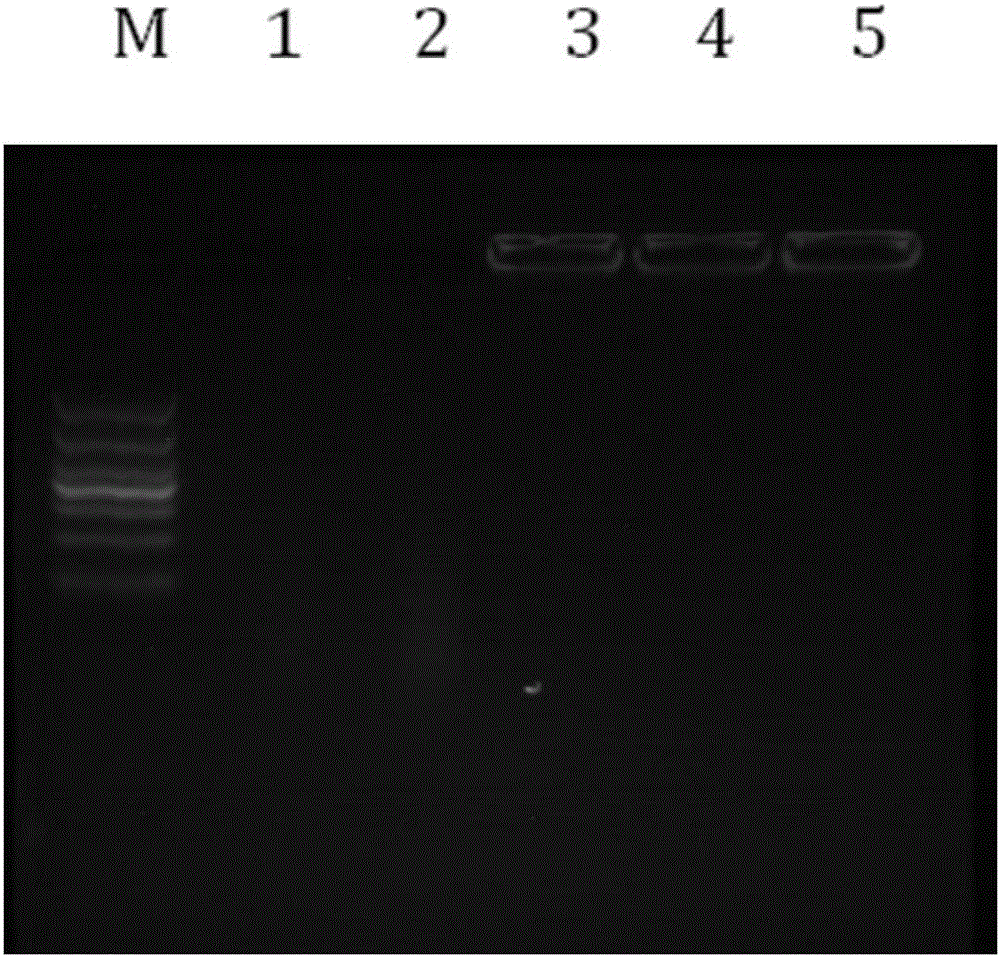 ALV-J P-miRNA-env recombinant plasmid nano-composite based on chitosan encapsulation and preparing method and application thereof