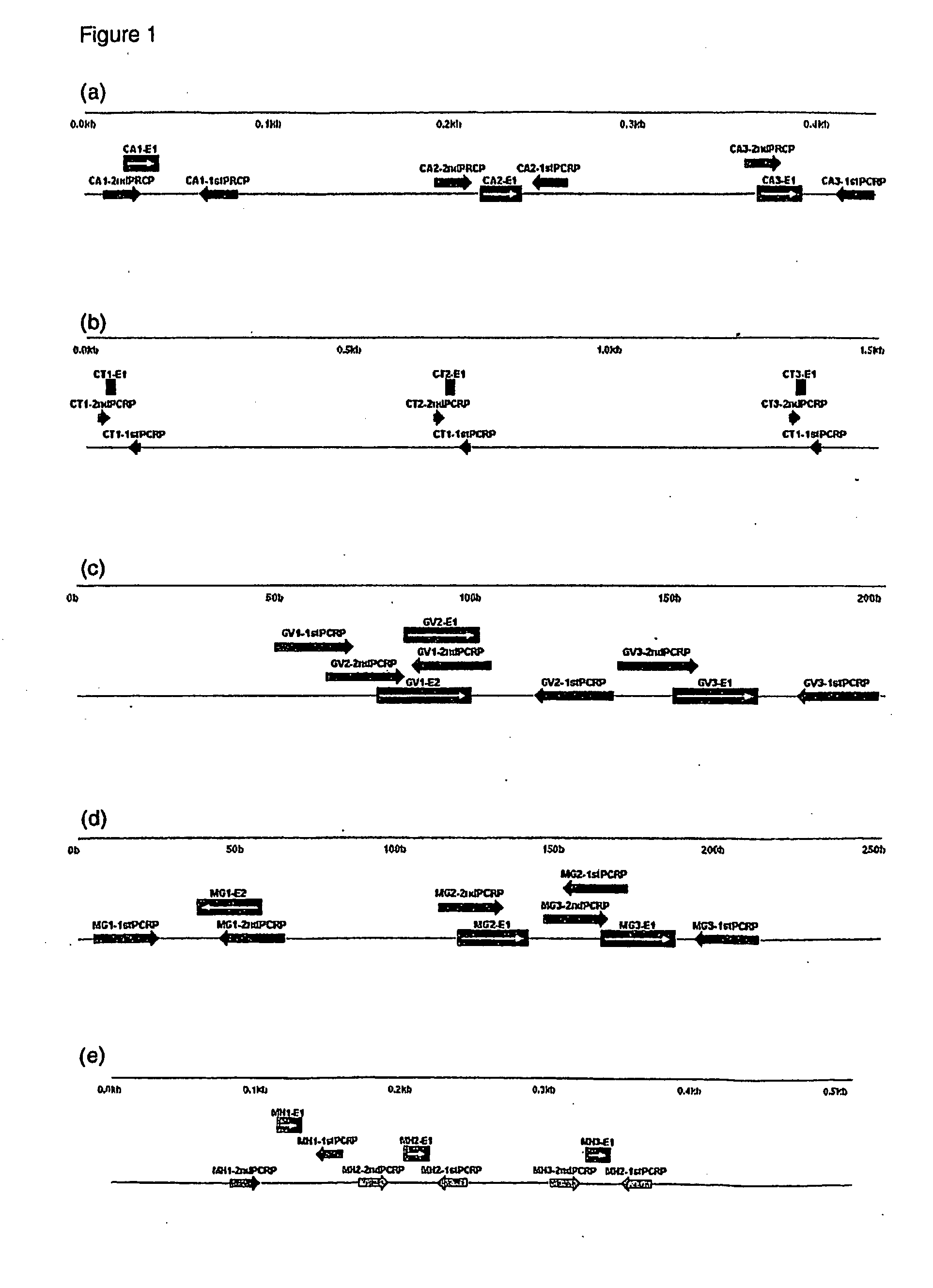 High Throughput Testing for Presence of Microorganisms in a Biological Sample