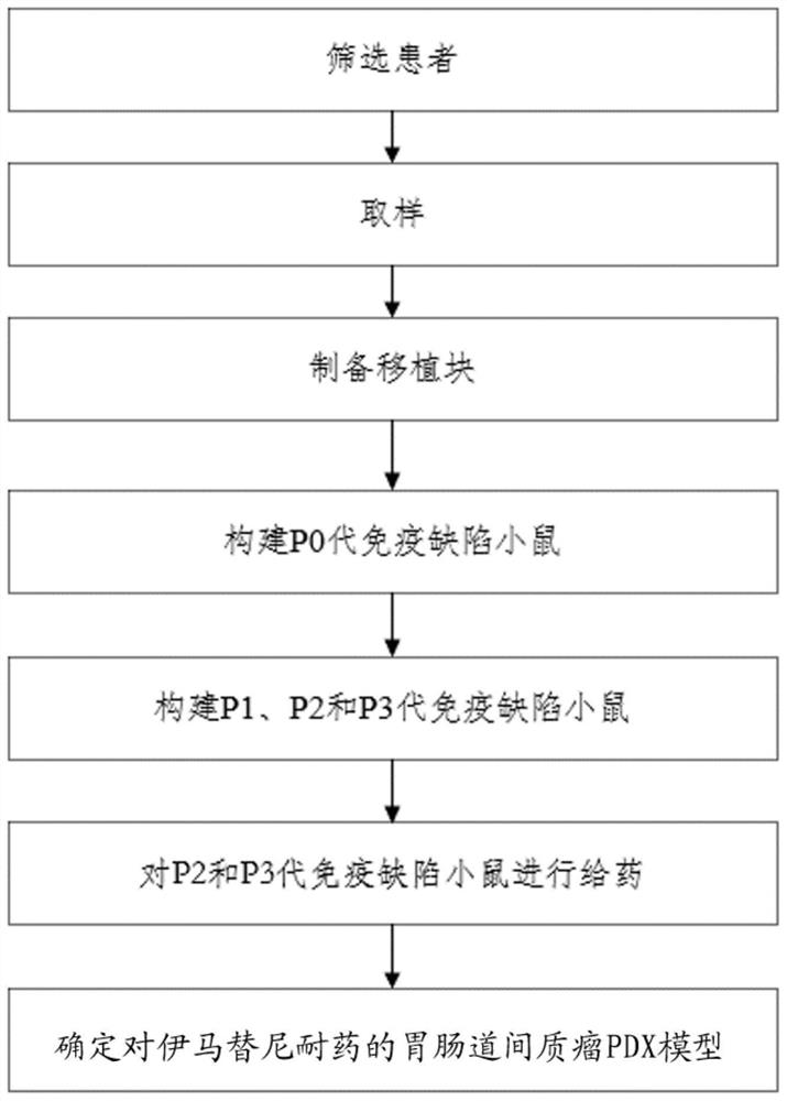 Construction method of gastrointestinal stromal tumor PDX model resistant to imatinib