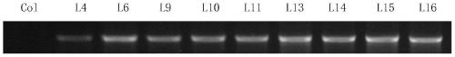 Application of dt1 protein in regulation of plant stomatal density and improvement of plant drought resistance