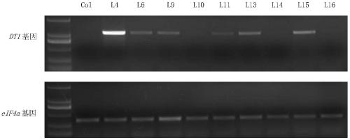 Application of dt1 protein in regulation of plant stomatal density and improvement of plant drought resistance