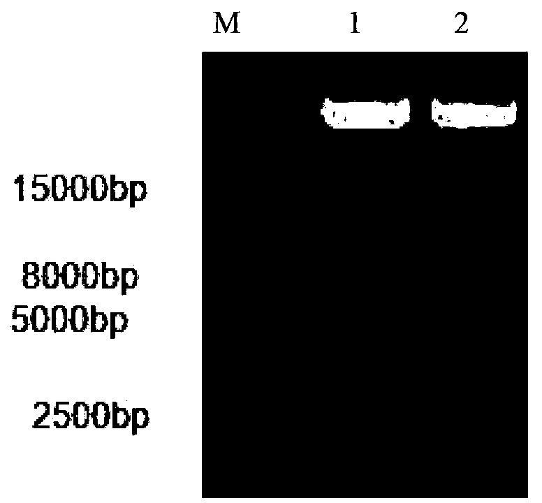 Primer group for detecting ALK-1 (activin receptor type II-like kinase-1) gene mutation, and application thereof as well as kit comprising primer group