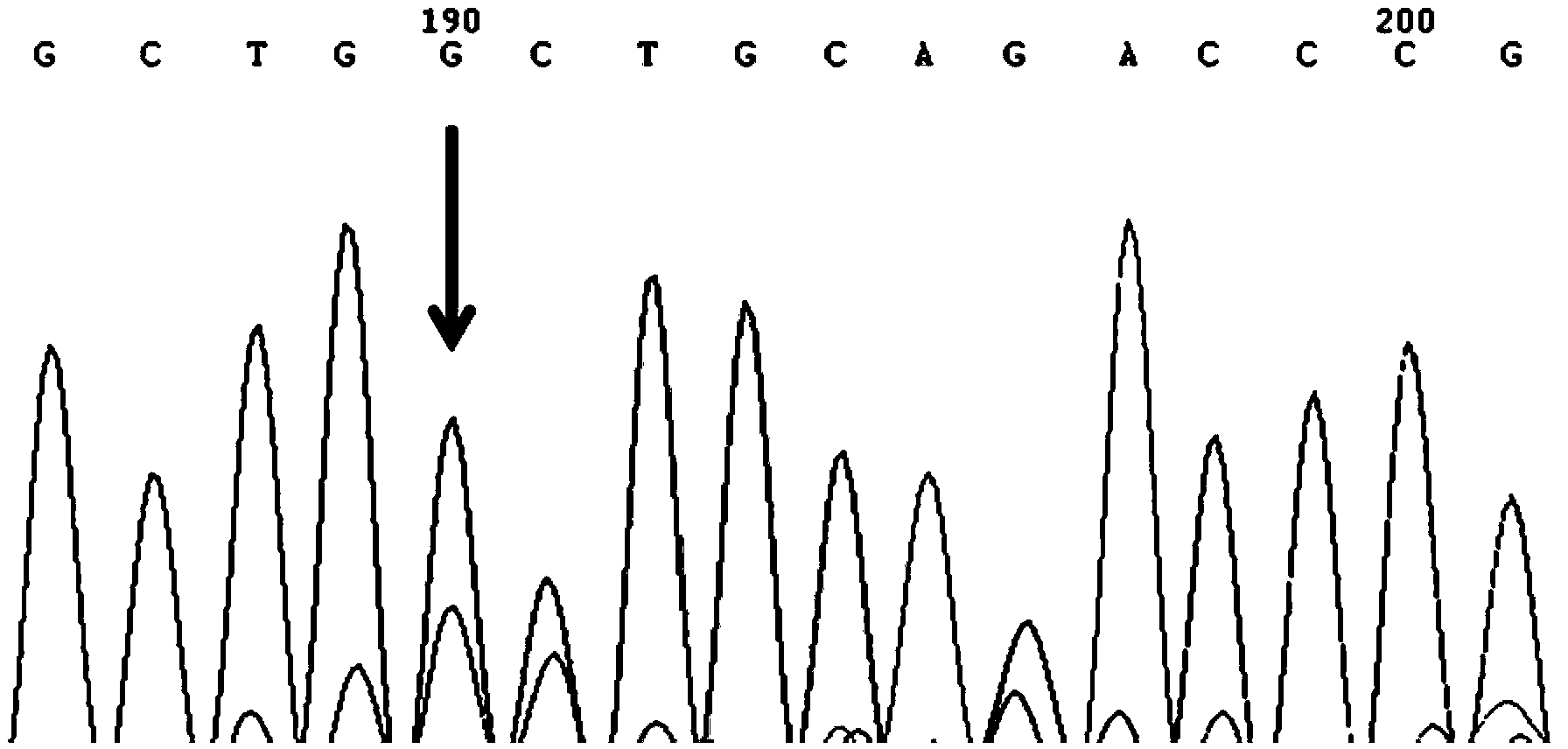 Primer group for detecting ALK-1 (activin receptor type II-like kinase-1) gene mutation, and application thereof as well as kit comprising primer group