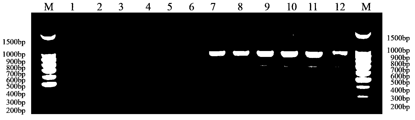 Method for identifying mating types of Lepista sordida protoplast monokaryons and special primer pair SR-4*7 therefor