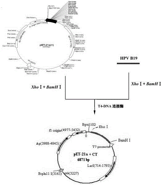 A kind of recombinant human parvovirus B19 protein and its application