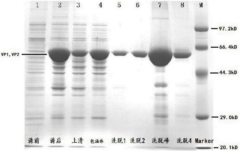 A kind of recombinant human parvovirus B19 protein and its application