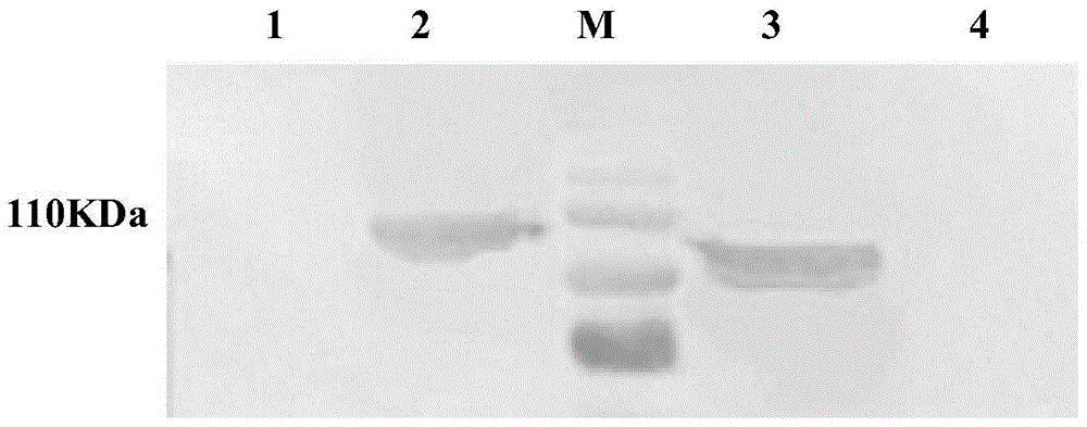 Anti-Bluetongue Virus Serum Type 16 VP2 Protein Monoclonal Antibody btv16-2b4 and Its B-cell Epitope Recognized and Its Application