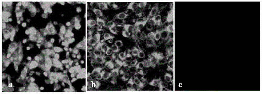 Anti-Bluetongue Virus Serum Type 16 VP2 Protein Monoclonal Antibody btv16-2b4 and Its B-cell Epitope Recognized and Its Application