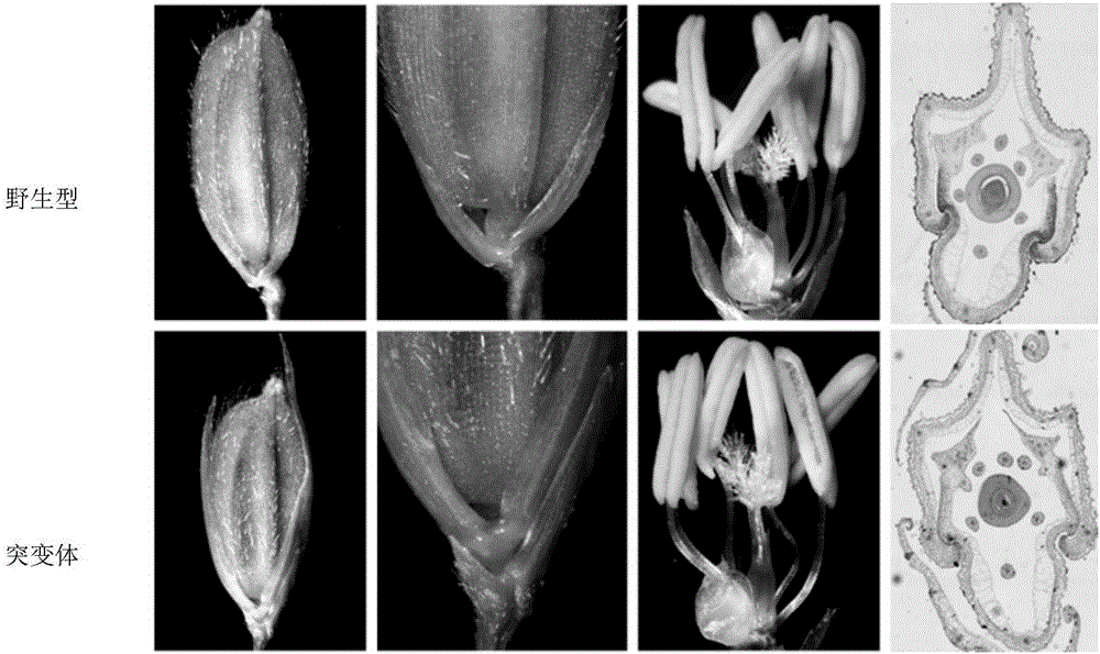 Rice spikelet development regulation protein, encoding genes MS1 thereof and application