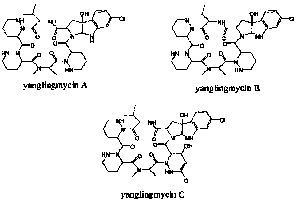 Cyclic hexapeptide antibacterial compound