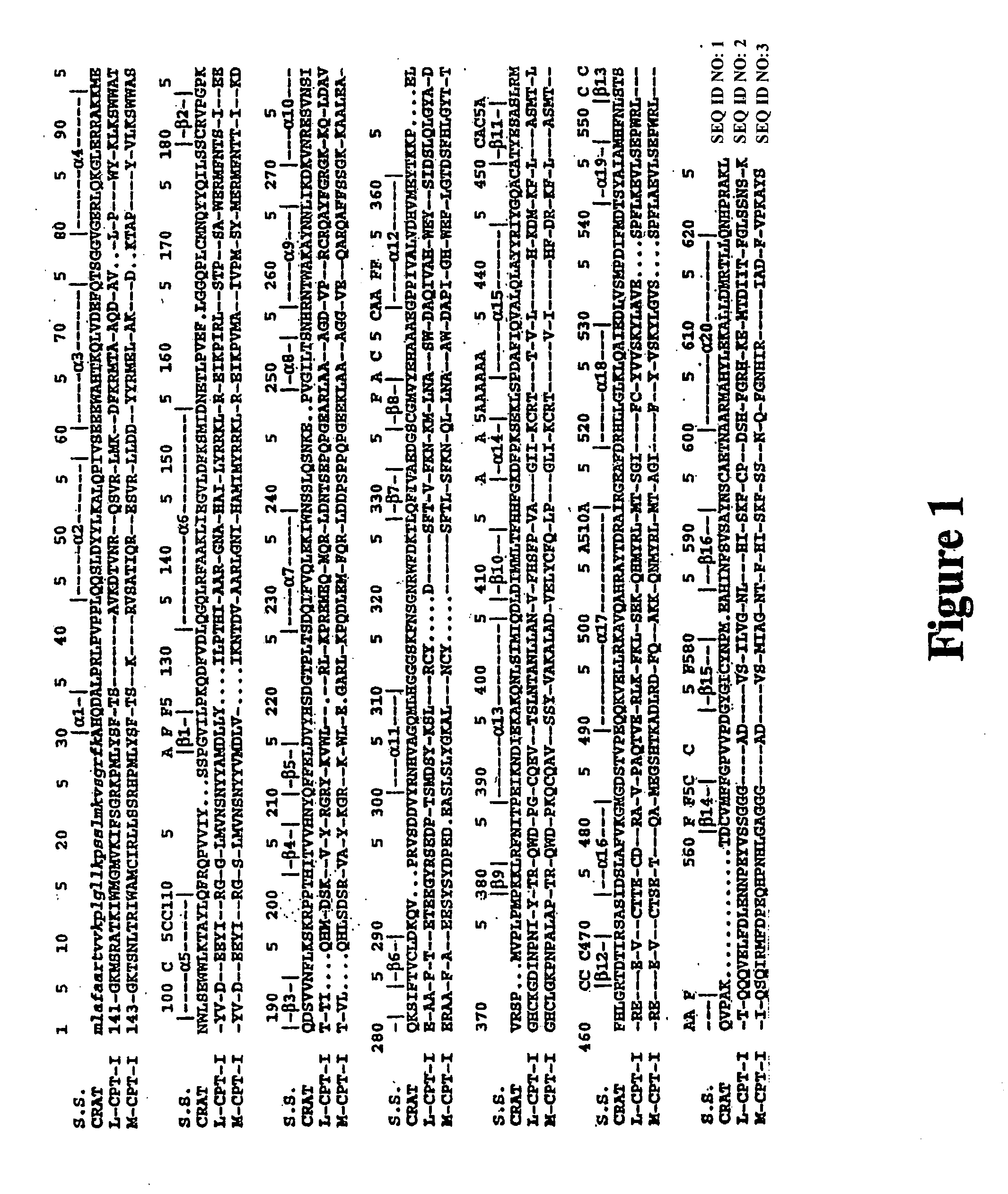 Structural models of carnitine acyltransferases and uses thereof