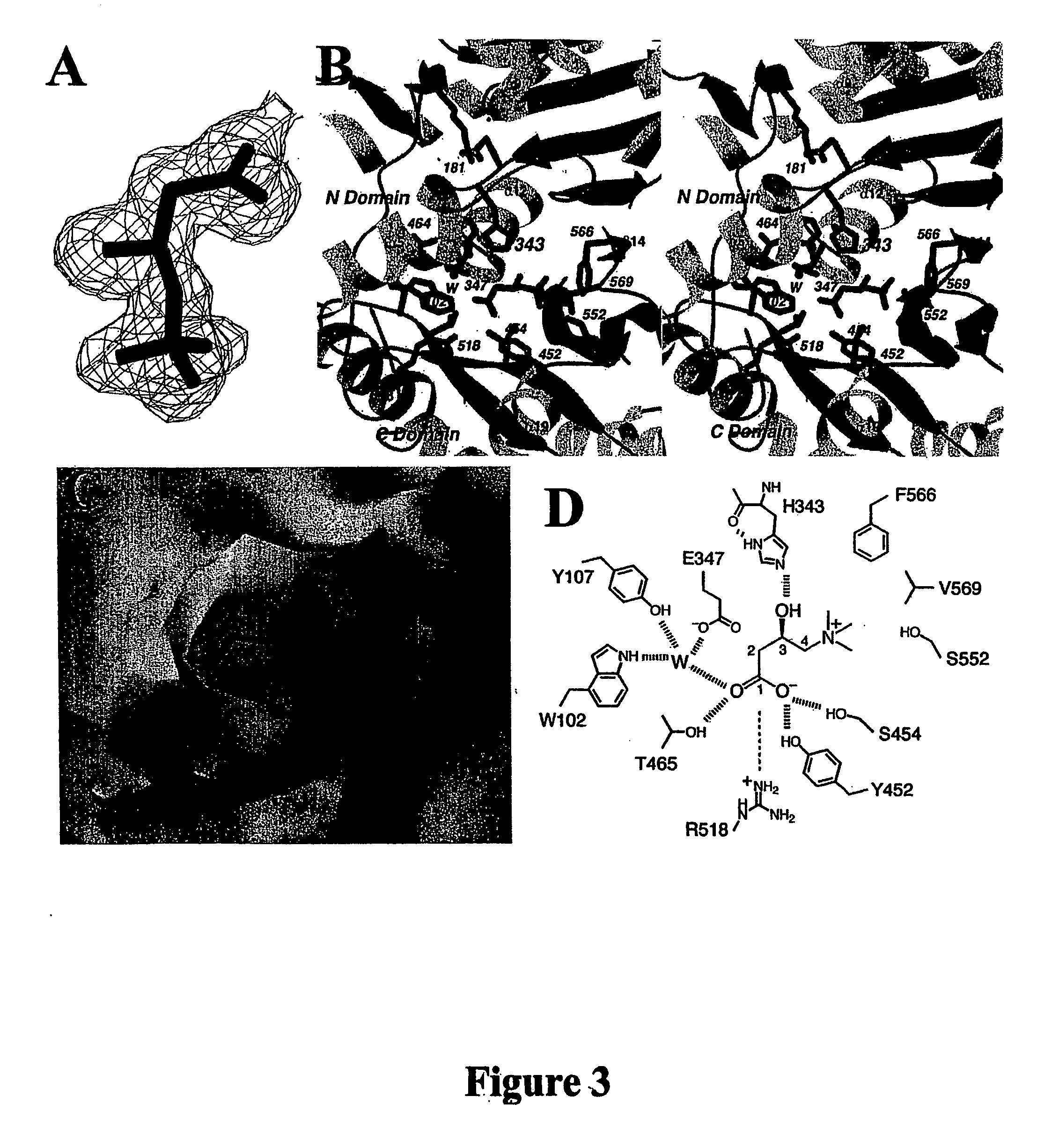 Structural models of carnitine acyltransferases and uses thereof