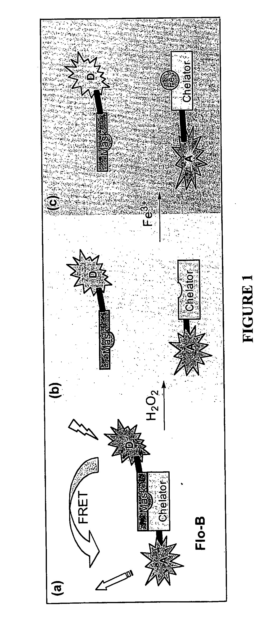 Fluorescent prochelators for cellular iron detection