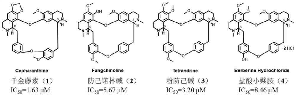 Action mechanism and application of fangchinoline in resisting conjunctival melanoma