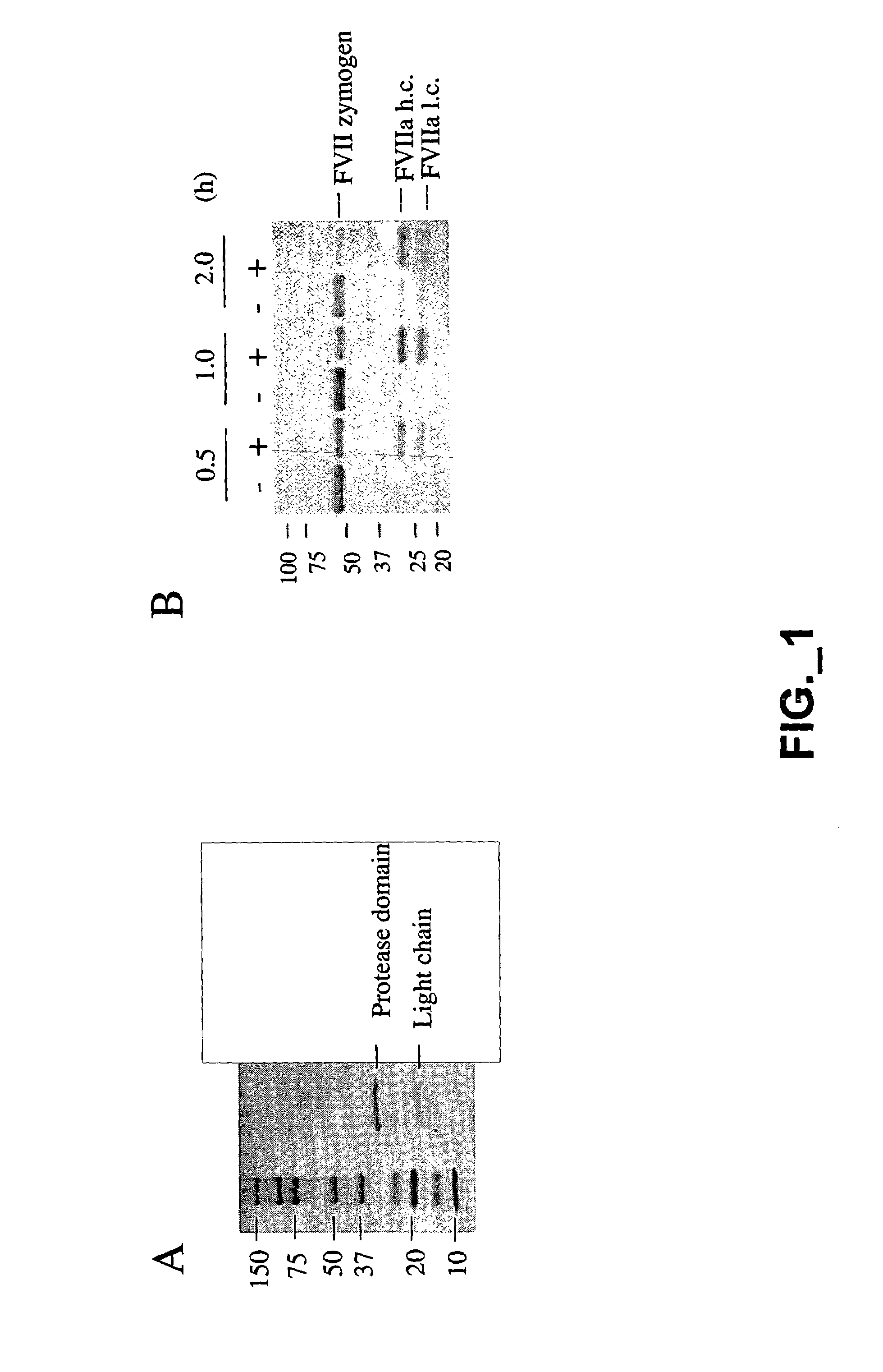 Methods and compositions for modulating hepatocyte growth factor activation