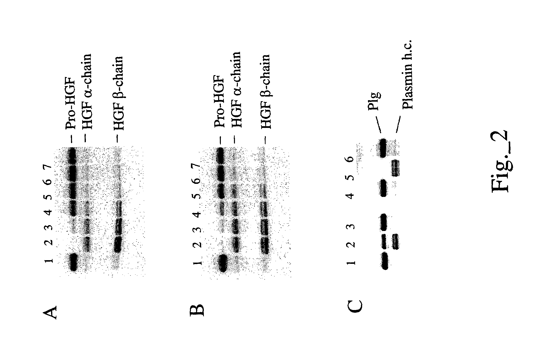 Methods and compositions for modulating hepatocyte growth factor activation