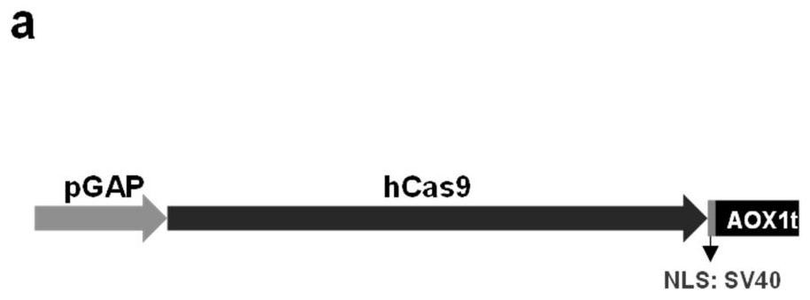 Hansenula polymorpha gene editing system and application thereof, and gene editing method