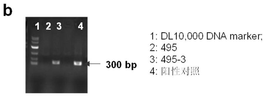 Hansenula polymorpha gene editing system and application thereof, and gene editing method