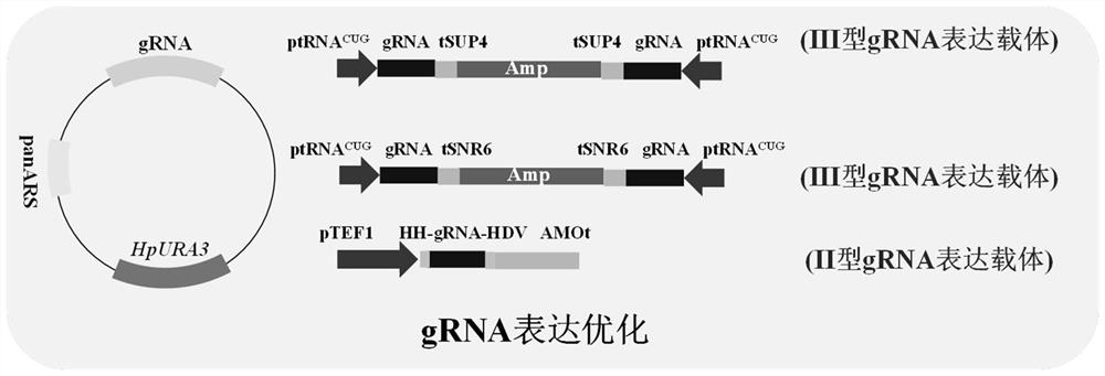 Hansenula polymorpha gene editing system and application thereof, and gene editing method