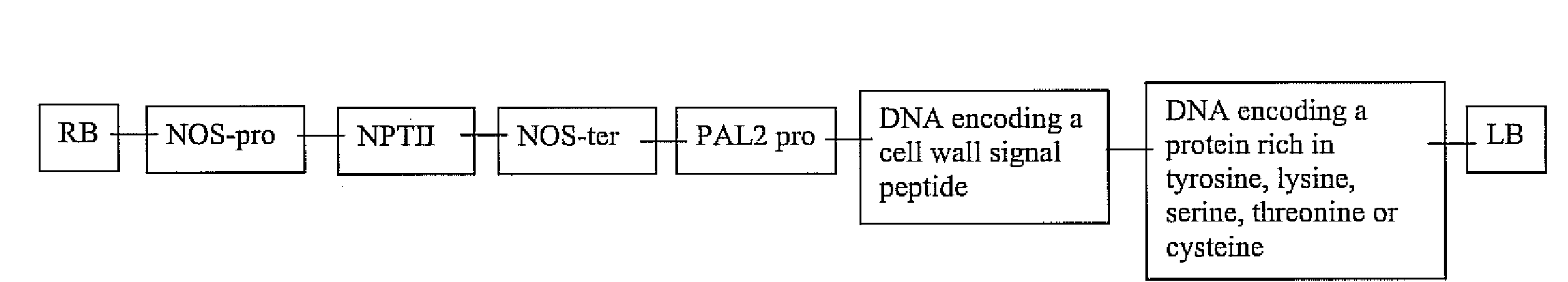 Compositions and methods relating to transgenic plants and cellulosic ethanol production