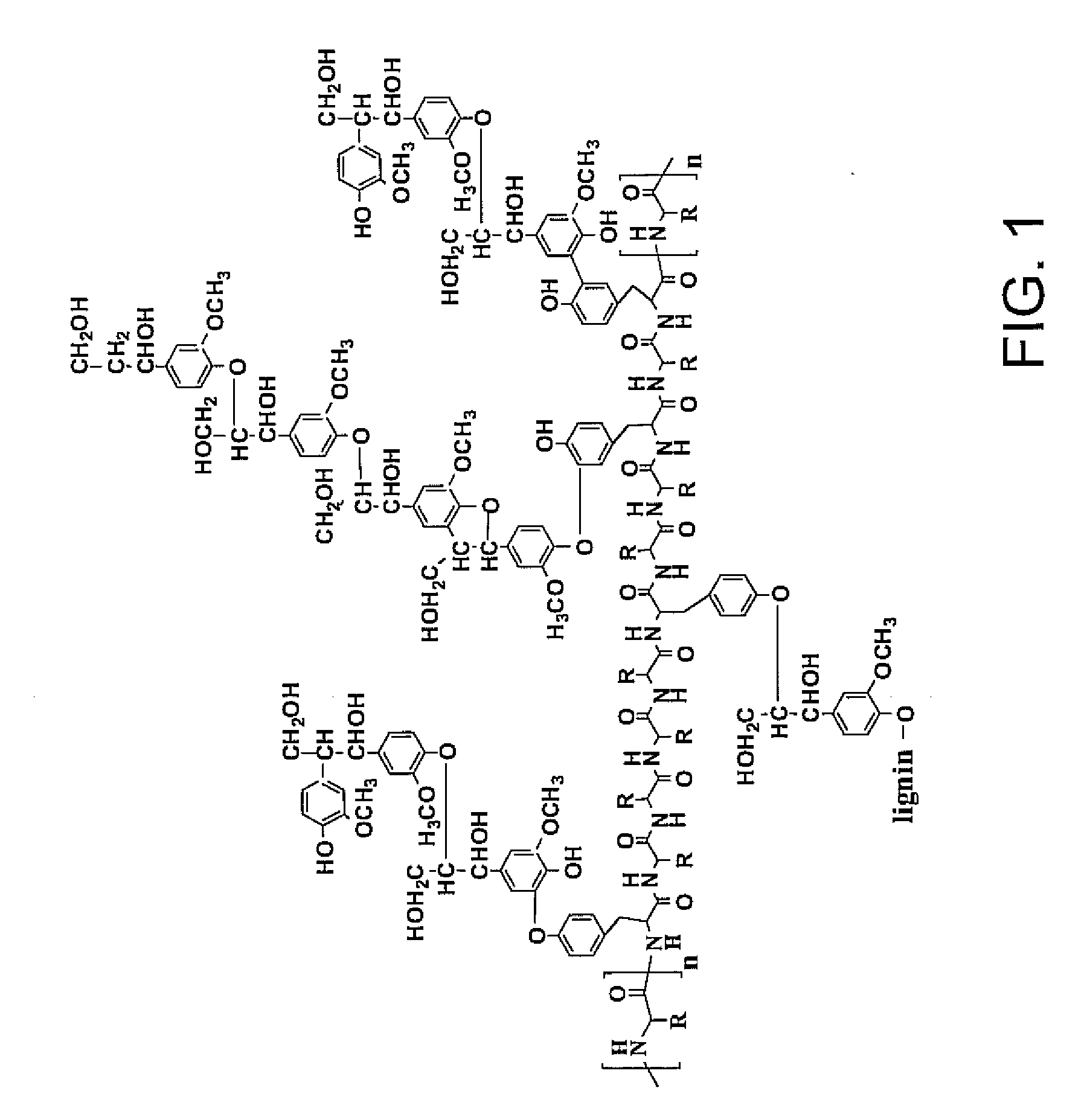 Compositions and methods relating to transgenic plants and cellulosic ethanol production